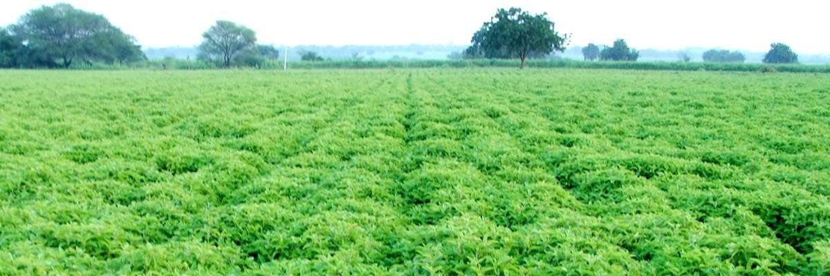 ‘Global herbal trade potential waiting to be tapped’