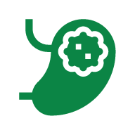 Helps maintain normal liver enzyme levels